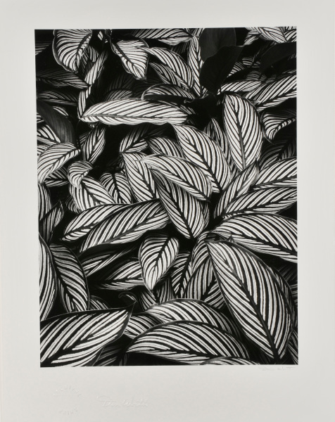 Calathea Vittata, Oahu