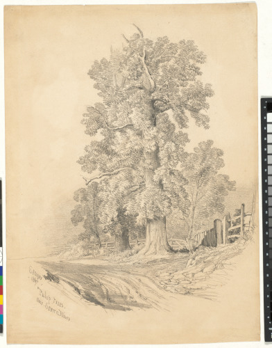 TULIP TREES OVER THE SEVERN RIVER