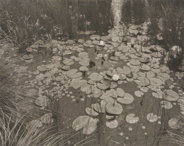 AQUATIC PLANTS #1, NEW JERSEY