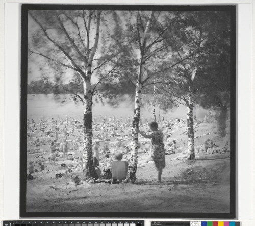 BIRCH TREES, LAKE NEAR OZERKI METRO STATION, ST. PETERSBURG