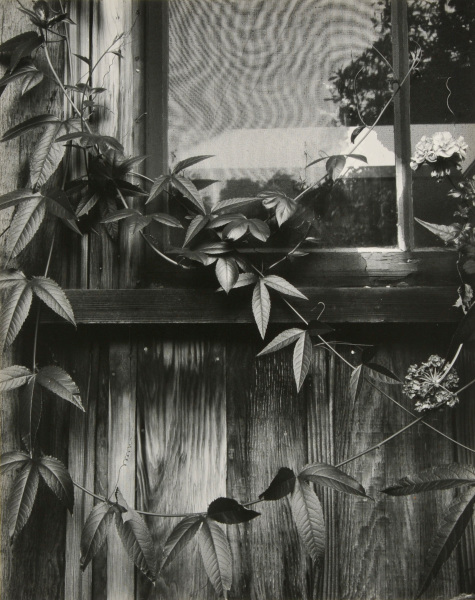 WILDCAT HILL WINDOW AND VINES