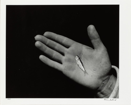 MARTHA'S VINEYARD (HAND WITH MINNOW)