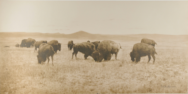 BUFFALO GRAZING IN THE BIG OPEN