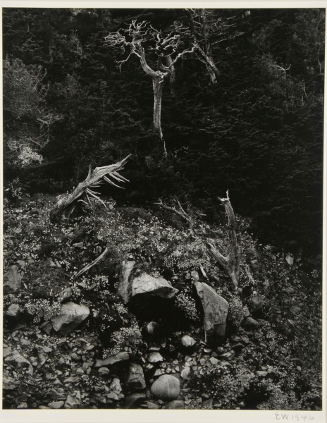 NORTH DOME, POINT LOBOS