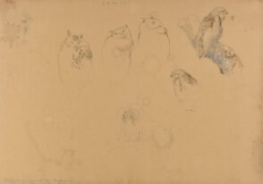 Studies of Owls and Eagles