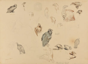 Sketches of Buzzards, Eagles, and Turkeys