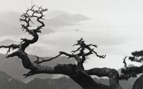 Two Dragon Pines, Taken at West Sea