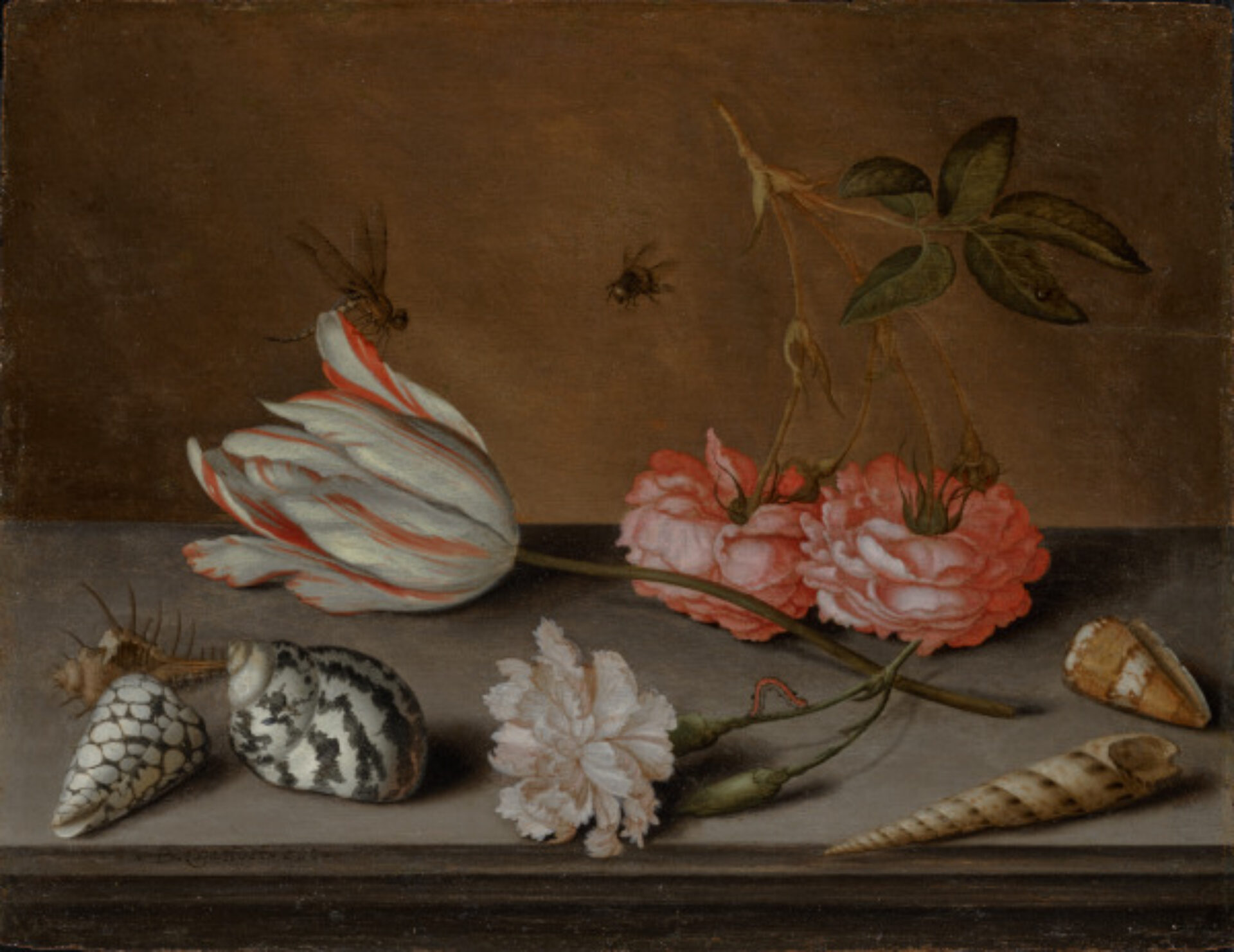 A TULIP, A CARNATION AND ROSES, WITH SHELLS AND INSECTS, ON A LEDGE