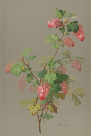 Study of a Flowering Tree Branch