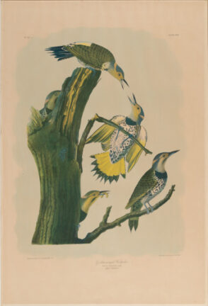 Golden-Winged Woodpecker