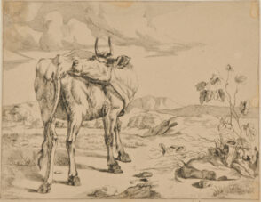 Cow Licking her Rump