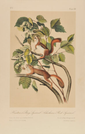 Hudson’s Bay Squirrel-Chickaree-Red Squirrel