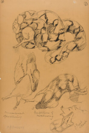 Python Swallowing a Pig