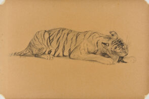 Tiger Gnawing on a Bone