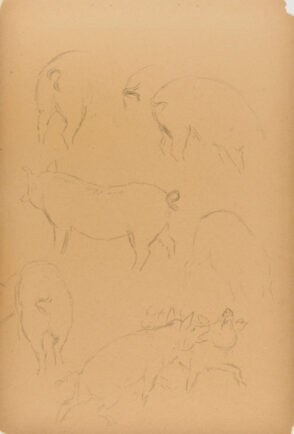 Sketches of Pigs