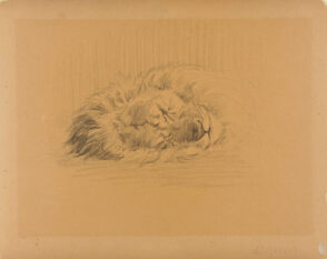 Lion Asleep