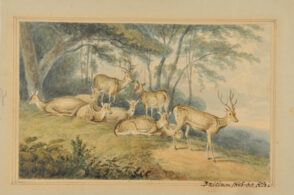 White Spotted Deer at the Edge of a Wood