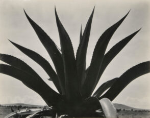 Maguey, Texcoco