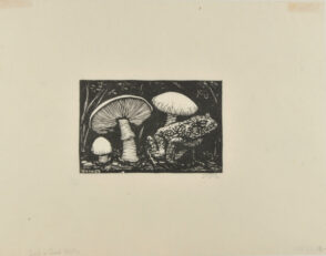 Toad and Toad Stools