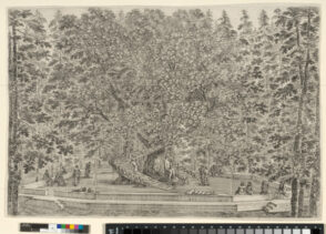 From the series “Views of the Villa of Pratolino”