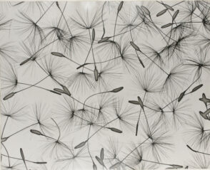 Direct Projection, Solarized