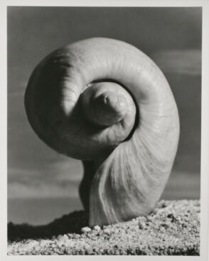 Cymbium Olla Linne, Shell