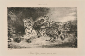 Jeune Tigre jouant avec sa mère