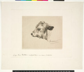 Tête de jeune taureau