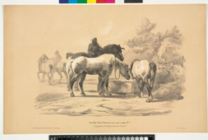 Chevaux à l’Abreuvoir