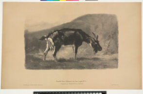 Une Chévre Broutant