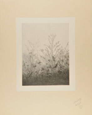 Birds Resting on Bushes