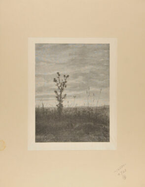 Landscape with Thistle and Weeds