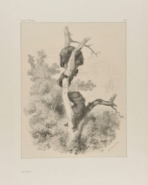 Trois Oursons dans un arbre