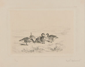 Cinq Canards au bord d’une mare