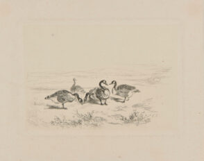 Cinq canards au bord d’une mare