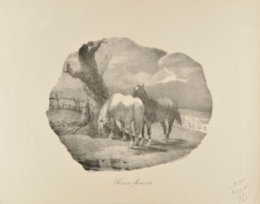 Chevaux flamands