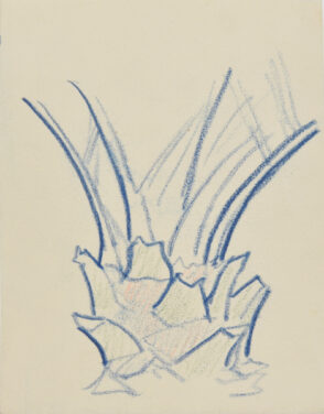 Crownshaft of a Palm Tree