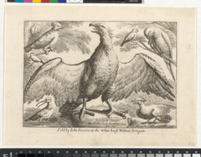 An Eagle with Outstreched Wings