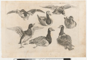 Seven Ducks
