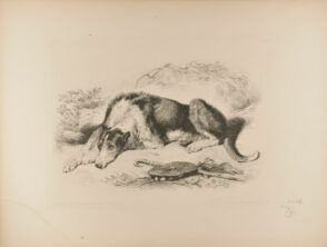 The Highland Shepherd’s Dog