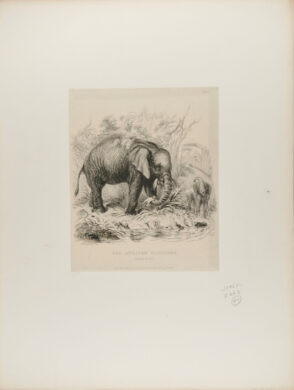 The African Elephant
