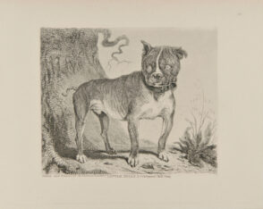 Little Billy, a Celebrated Bull Dog