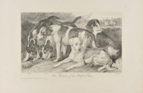 Fox Hounds of the Hatfield Hunt