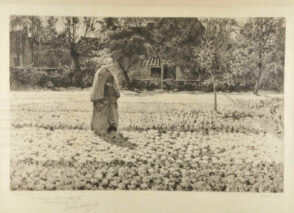 La Culture des tulipes