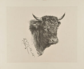 Head of a Bull