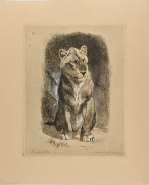 Lionne du Senegal (plate II)