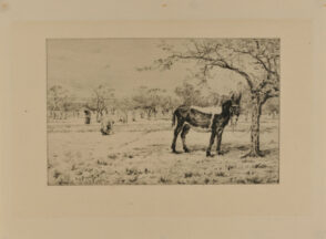 Donkey tied to a tree near an orchard in spring
