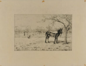 Donkey tied to a tree near an orchard in Spring