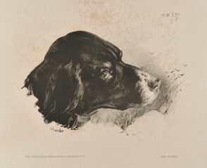 Head of a Pointer Dog