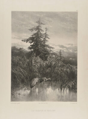 Les Roseaux de Bouligny